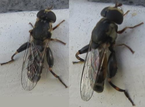 Syritta pipiens