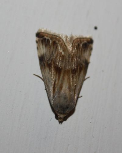 Eublemma ostrina
