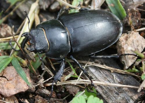 Réf. 111 787 : Lucanus cervus
