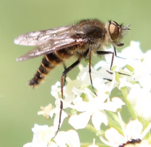 Thereva valida