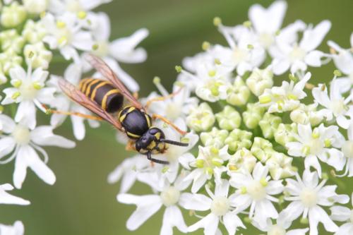 Vespula vulgaris