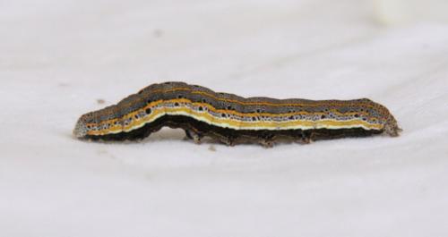 Aedia leucomelas