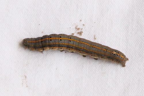 Réf. 111 256 : Aedia leucomelas