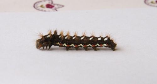 Acronicta rumicis