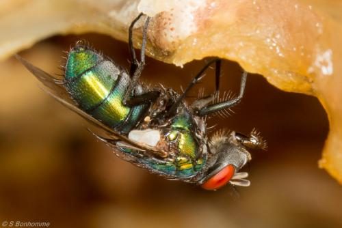 Réf. 111 694 : Lucilia sericata