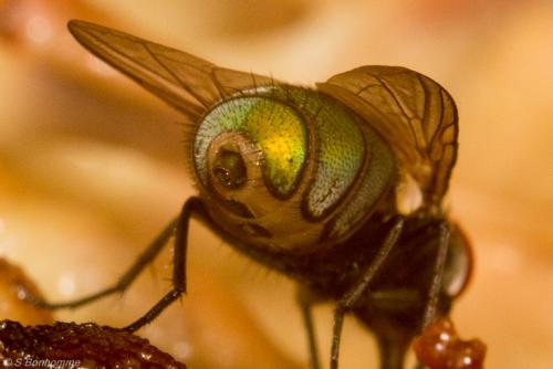 Lucilia sericata