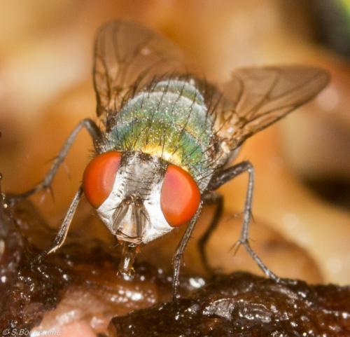 Lucilia sericata
