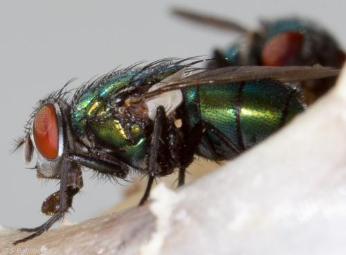 Lucilia sericata