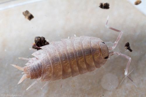 Porcellionides pruinosus