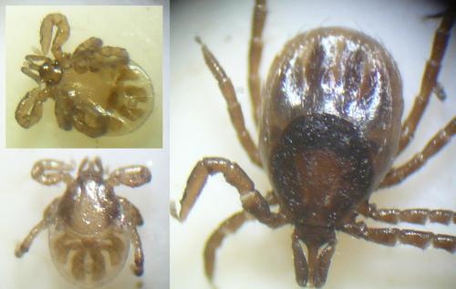 Réf. 111 649 : Ixodes ricinus