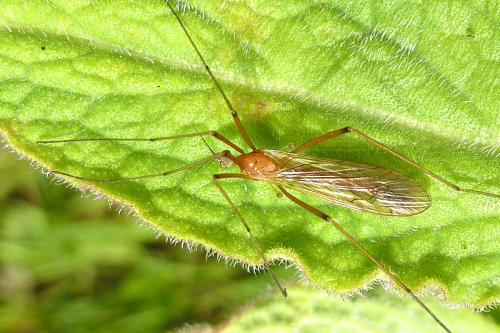 Phylidorea ferruginea