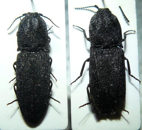 Réf. 111 702 : Lacon punctatus