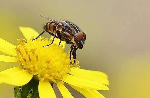 Stomorhina lunata