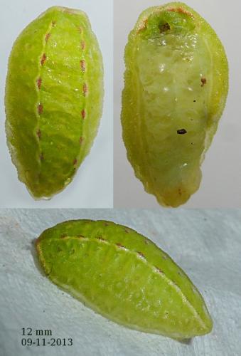 Réf. 111 914 : Apoda limacodes
