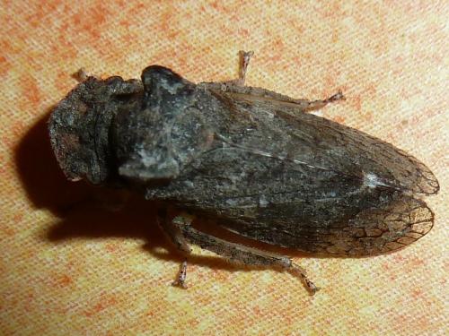 Ledra aurita