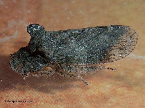 Réf. 111 947 : Ledra aurita
