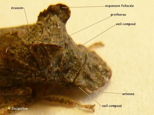 Ledra aurita