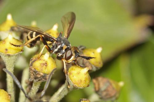 Leopoldius calceatus