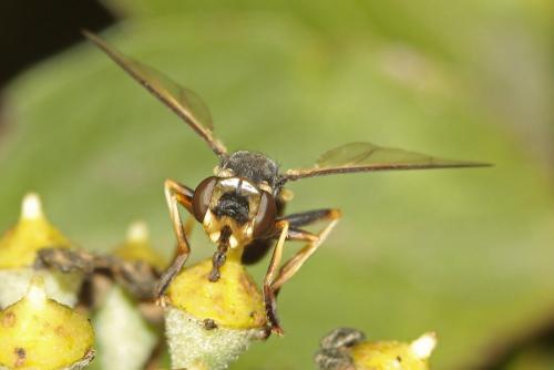 Leopoldius calceatus