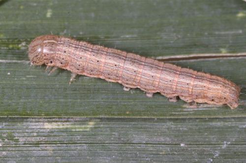 Mythimna sp.