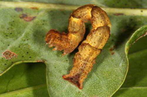 Réf. 111 946 : Cyclophora sp.