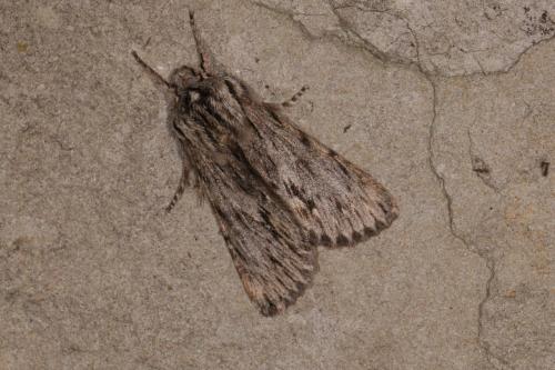 Réf. 111 142 : Asteroscopus sphinx