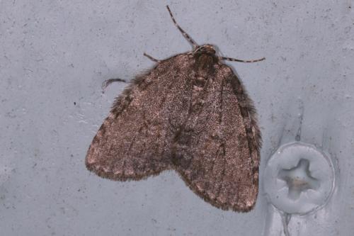 Epirrita sp.