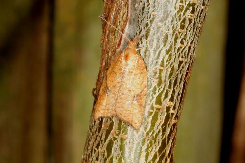 Acleris rhombana