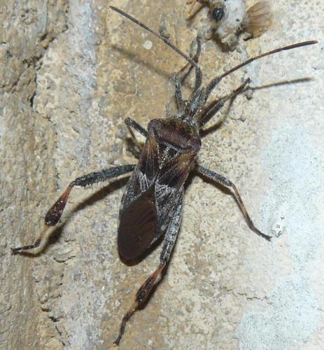 Leptoglossus occidentalis