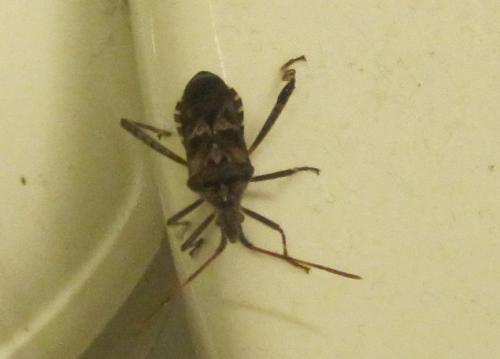 Leptoglossus occidentalis