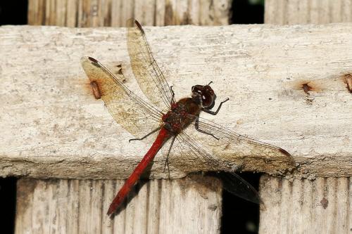 Sympetrum striolatum
