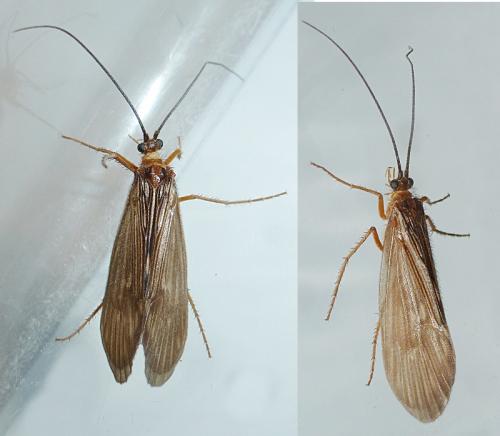 Potamophylax rotundipennis