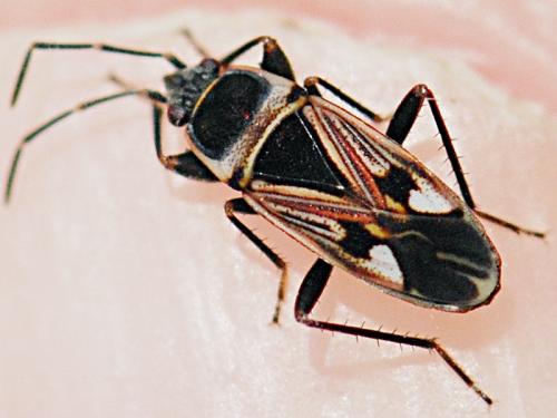 Raglius tristis