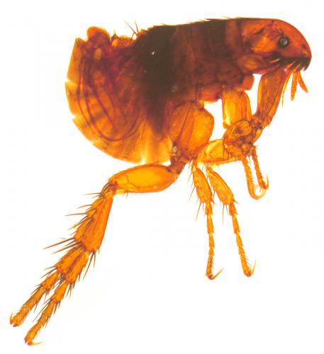 Ctenocephalides felis
