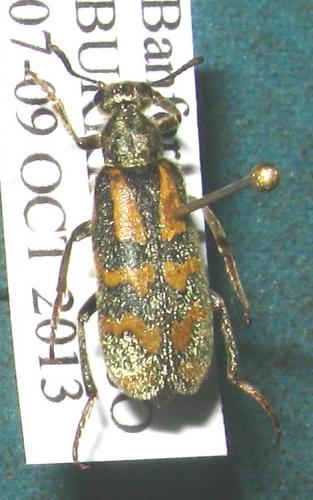Réf. 111 661 : Hycleus holosericeus
