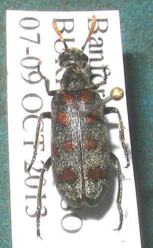 Hycleus vestitus