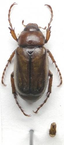 Amadotrogus vicinus