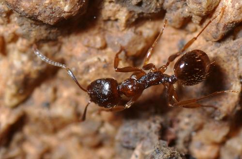 Aphaenogaster subterranea