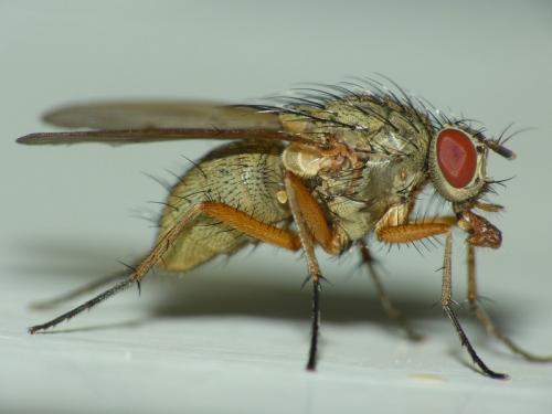 Helina impuncta