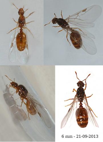 Solenopsis sp.