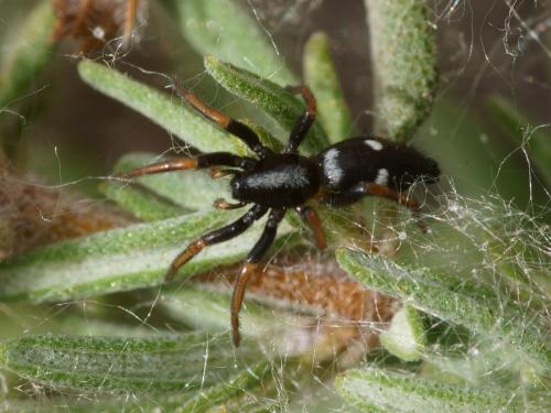 Réf. 111 115 : Aphantaulax trifasciata