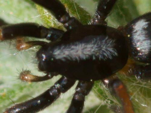Réf. 111 116 : Aphantaulax trifasciata