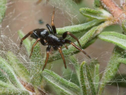 Réf. 111 114 : Aphantaulax trifasciata