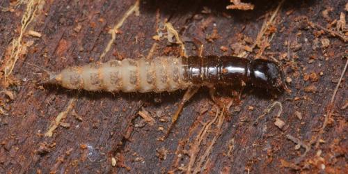 Ocypus sp.