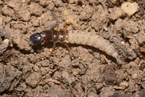 Réf. 111 165 : Ocypus sp.