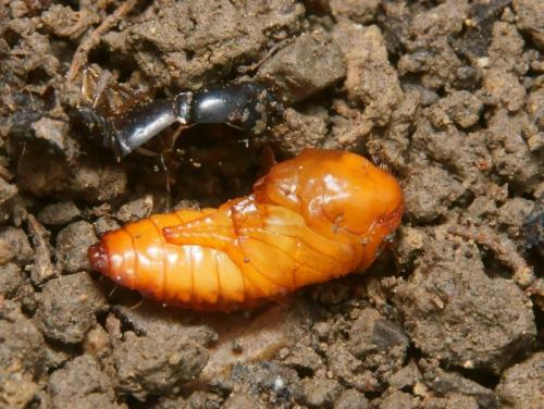 Réf. 111 167 : Ocypus sp.