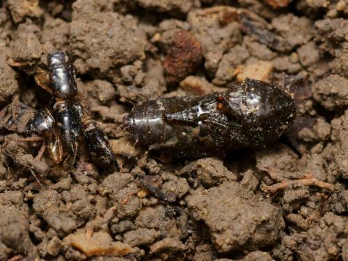 Réf. 111 169 : Ocypus sp.