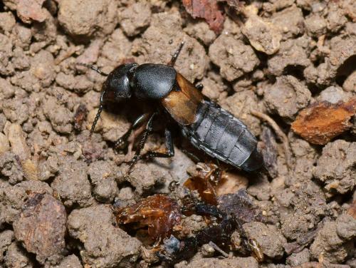 Réf. 111 170 : Ocypus sp.