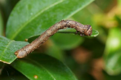 Hypomecis punctinalis