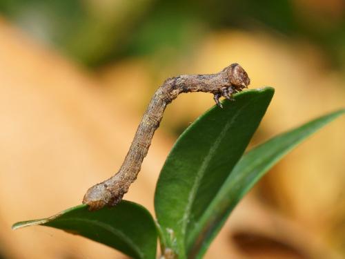Réf. 111 626 : Hypomecis punctinalis
